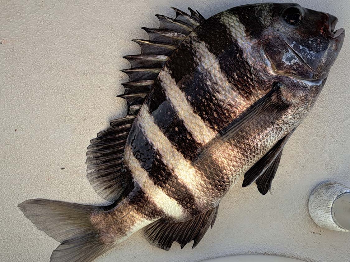 sheepshead caught in fort pierce florida